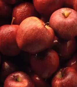 Premium dehydrated apples ( No added sugar | No added preservatives)