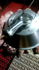 ĐÈN ÚM SƯỞI GAS / BIOGAS ( Loại nhỏ) - 0868812385