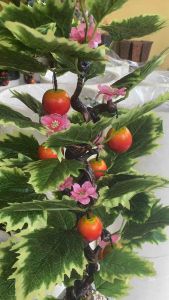 Pohon buah artifisial untuk sudut ruangan Fullset