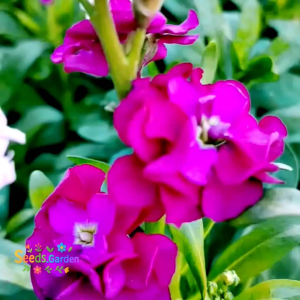 50 BUTIR BIJI/BENIH BUNGA RED MATTHIOLA INCANA FLOWER