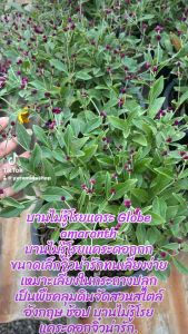 ต้นบานไม่รู้โรยแคระ หรือจิ๋ว บานไม่รู้โรยแคระ Globe amaranth ม่วงเข้มดอกเล็ก