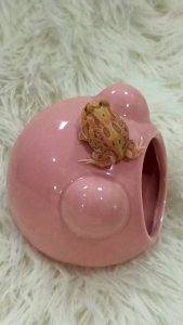 杏子角蛙/宠物角蛙 3CM Limited Color Apricot Red Pacman Frog/Horned Frog/Live Frog