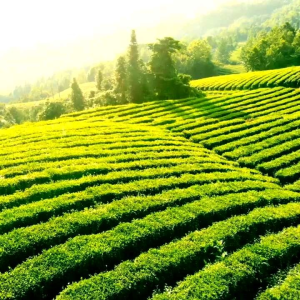 Lốc 6 chai 450ml Trà Tứ Quý