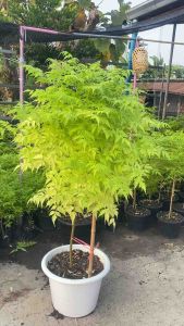 เกษมณีสีทอง สูง 1.20 เมตร