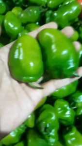 Cabe Gendot / Bendot Segar Fres Isi 1Kg Paket Hemat Buah/Sayuran  Cabe Gendot