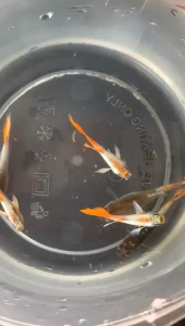 Guppy Santa Clause 2pair 🔥 SPECIAL PRICE 🔥 ⚠️NO COD⚠️