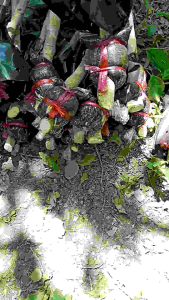 กิ่งตอนผักหวานป่าไซส์จัมโบ้ ขนาดท่อ 1 นิ้วครึ่ง