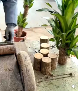 Bahan Bonsai Brazilian Wood panjang 10cm diamter 6cm