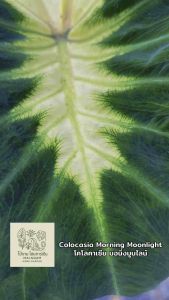 โคโลคาเซีย มอนิ่งมูนไลน์  (Colocasia Morning Moonlight)ไม้ฟอกอากาศ ไม้มงคล ไม้ประดับ ไม้แต่งสวน ราคาถูกสุดๆ ไม้ด่าง ไม้หายาก