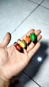 soft frog umpan casting ikan gabus