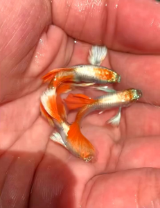 孔雀鱼 GUPPY DUMBO SANTA CLAUS (TOP GRADE) WHITE HEAD