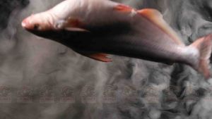 DA CÁ CÀ RI CUA - ABI SNACK