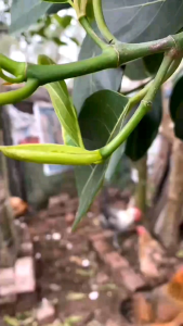 20 thuốc diệt chuột sinh học Broma