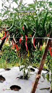 [ORIGINAL] Bibit Benih Cabai Keriting Tahan Virus CK SUPER F1 10 gram (±2.200 biji) Benih Premium | Umur Genjah Perawatan Mudah Produktifitas Tinggi Kecambah Serempak Mudah Berbuah Berbuah Lebat