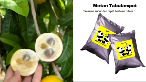 Tabulampot media tanam untuk tanaman buah