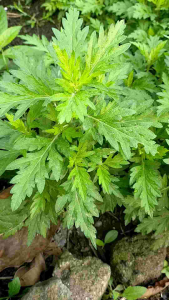 DAMONG MARIA FRESH LEAVES & UPROOTED
