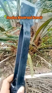 kastrasi bunga sawit baja original