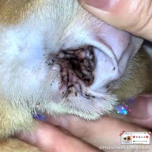 Ear Drop Ear wash Pets cat dog 60ml 宠物狗狗猫咪滴耳液洗耳液Ubat telinga haiwan Kucing Cleaner Drops Remove Ear Mites & Odor Gentle ear care healthcare