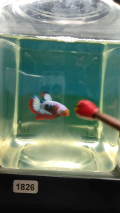 (Same as photo) Red fancy hulk Size S Betta Fish Ikan Laga