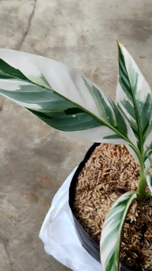 Musa Ae Ae -  - Pokok Pisang Variegasi Ae Ae - मुसा ऐ ऐ Musa Ae Ae – Striking Variegated Banana Collector’s Dream Ornamental Edible Plant Tropical Showstopper LIVE PLANT