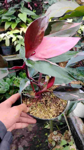 Philodendron Pink Princess Plant A Vibrant and Striking Indoor Beauty for Your Gardening Collection