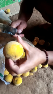 1kg Buah Kecapi Segar: Manfaat dan Tips Diet