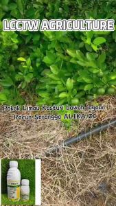 Alika ZC Syngenta Racun Ulat Serangga Lalat Putih Kutu Thrips