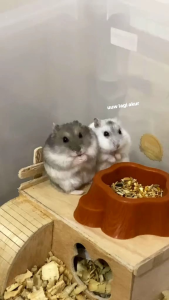 TEMPAT MAKAN HAMSTER BENTUK POHON ((PICTURE#1))