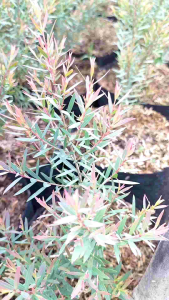 Bottlebrush Plant