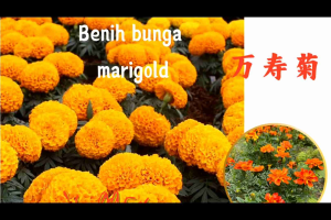 benih bunga marigold(mix colour 50seeds)