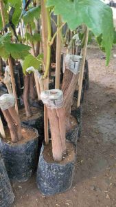 Bibit Anggur Import Transfiguration Unggul