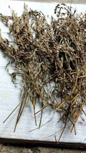 padi ketan hitam tangkai asli bisa buat benih