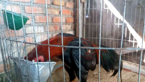 OCTA OBAT CACING MATA AYAM DAN HEWAN