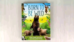 DK Born to be Wild