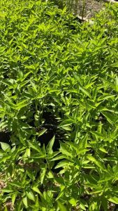 พริกขี้หนูซุปเปอร์ฮอท 10 ถุง ปลูกง่ายโตเร็ว