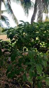 Fresh Madre de Agua Cuttings