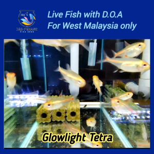 Glowlight Tetra - J&S Live Fish with D.O.A.