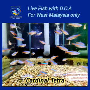 Cardinal Tetra - J&S Live Fish with D.O.A.