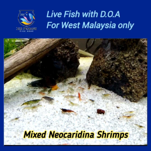Mixed Neocaridina Shrimps - J&S Live Shrimp with D.O.A.