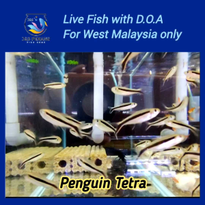 Penguin Tetra - J&S Live Fish with D.O.A.