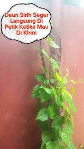 Daun Sirih | Daun Sirih Segar | Daun Sirih Hijau Segar | Daun Sirih Segar- Sirih Hijau Fresh / Sirih 100% Organik Langsung Di Petik Saat Ada Yg Order