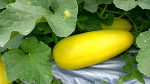 Timun Suri SURINA Benih Bibit Unggul dari Cap Mutiara Bumi