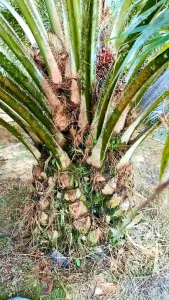 Dodos kls palmking original produk Malaysia berkualitas