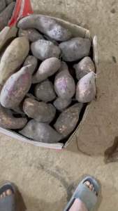 5kg Khoai Sâm đất ăn sống (size 5-6 củ/1kg)
