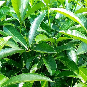 2 pcs bibit pohon Pule / pulai /tanaman hias taman / tanaman herbal