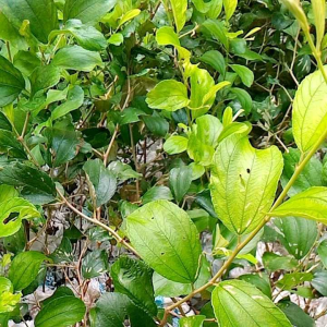 bibit pohon apel futsa/ apel India / Bidara India murah