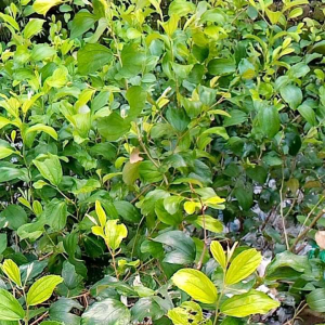 Bibit Pohon Apel Futsa & Bidara India: Sebuah Panduan Komprehensif