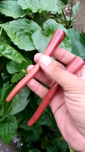 pipa cangklong kayu bertua nagasari merah