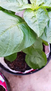 อมิโนแพลนท์เข้มข้น (AMINOPLANT) ชนิดผงขนาด100กรัม