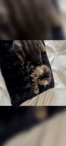 Tempat Tidur Kucing Bentuk Unik & Berkualitas